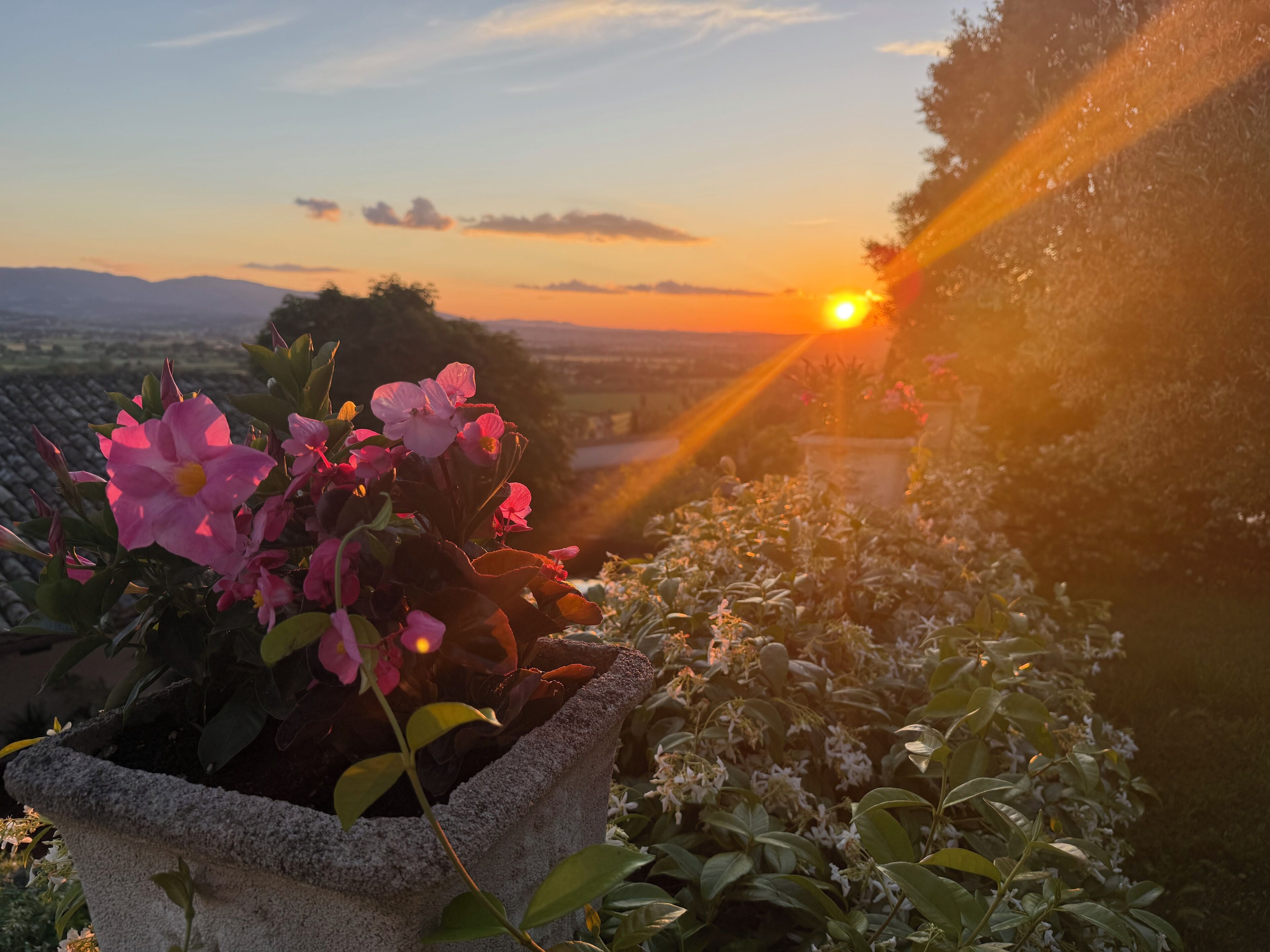 A garden with flowering plants and a sunset view.
