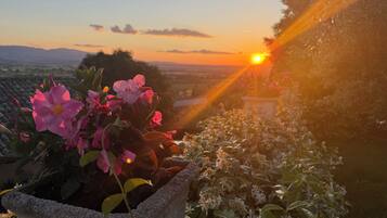 A garden with flowering plants and a sunset view.