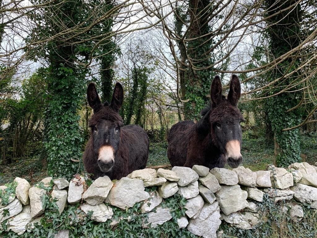 Two donkeys standing behind a stone wall in a natural setting with trees and greenery.
