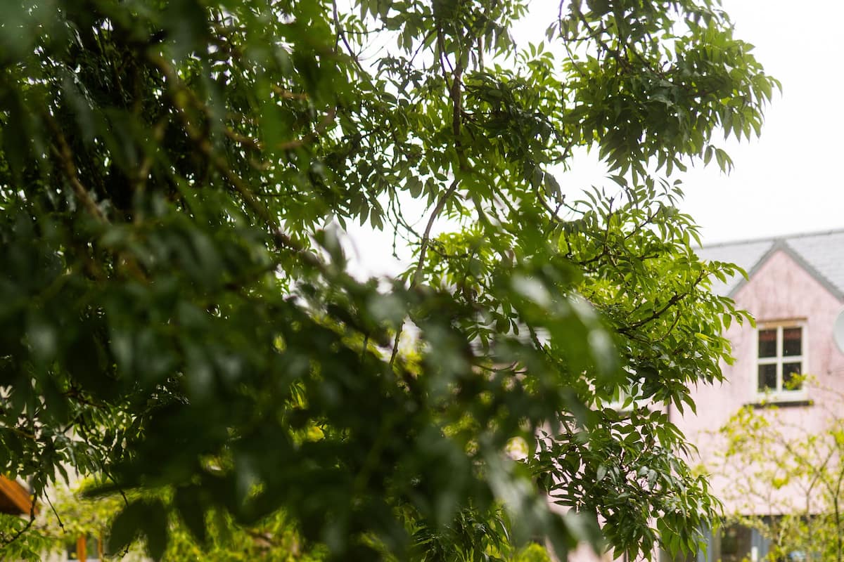 Classic Apartment, Garden View | Garden