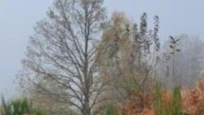 Un sendero estrecho y sin pavimentar rodeado de follaje otoñal denso.