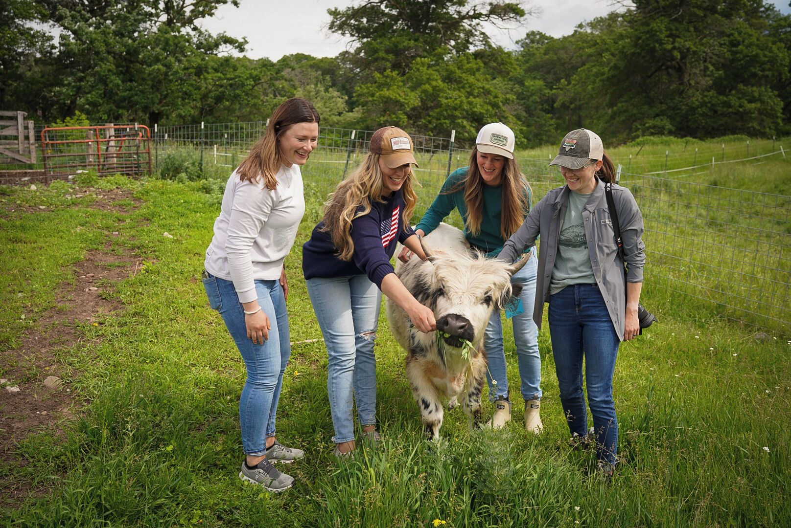 Four people interacting with a cow in a grassy field, with a fence and trees in the background.