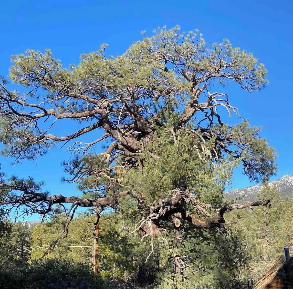 A large tree with multiple branches and a clear blue sky in the background.