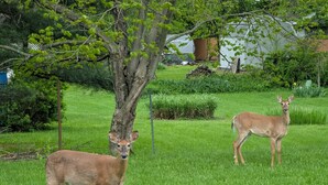 Two deer in a grassy area with a tree and a house in the background.