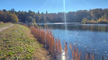 A serene lakeside view with a clear path leading to a small cabin, surrounded by dense trees and tall grasses.
