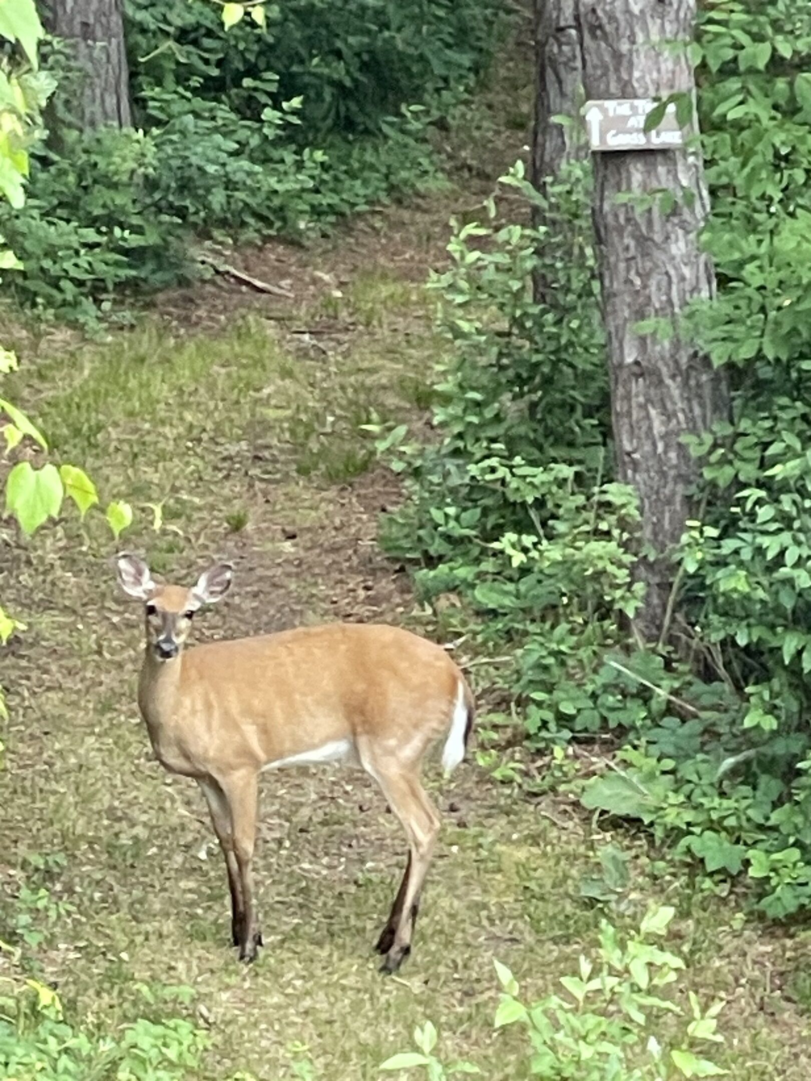A deer standing in a grassy area with trees and a signpost in the background.