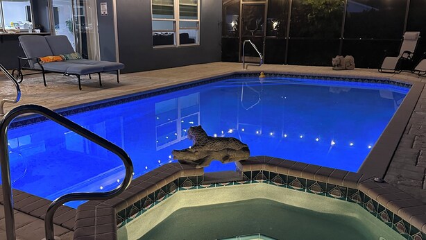 A swimming pool with a hot tub, lounge chairs, and a covered patio area. - LE BLEU Charming Poolside Retreat/Close to beach (Bonita Springs)