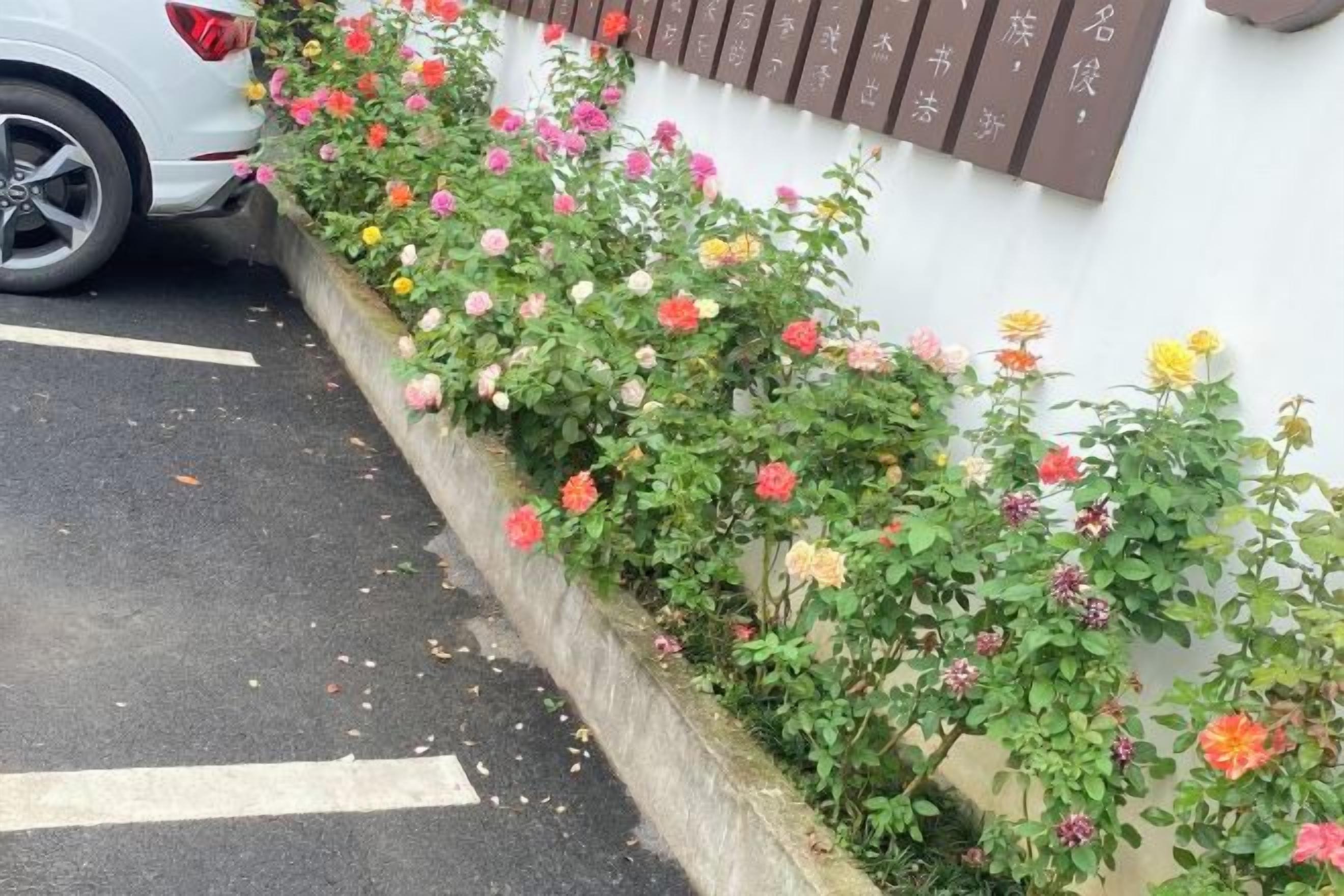 Ein Parkplatz neben einer Mauer mit einer Reihe blühender Pflanzen.