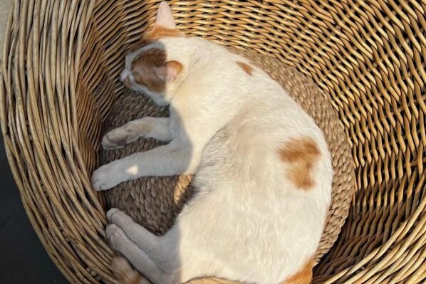 Un gato en una cesta tejida.