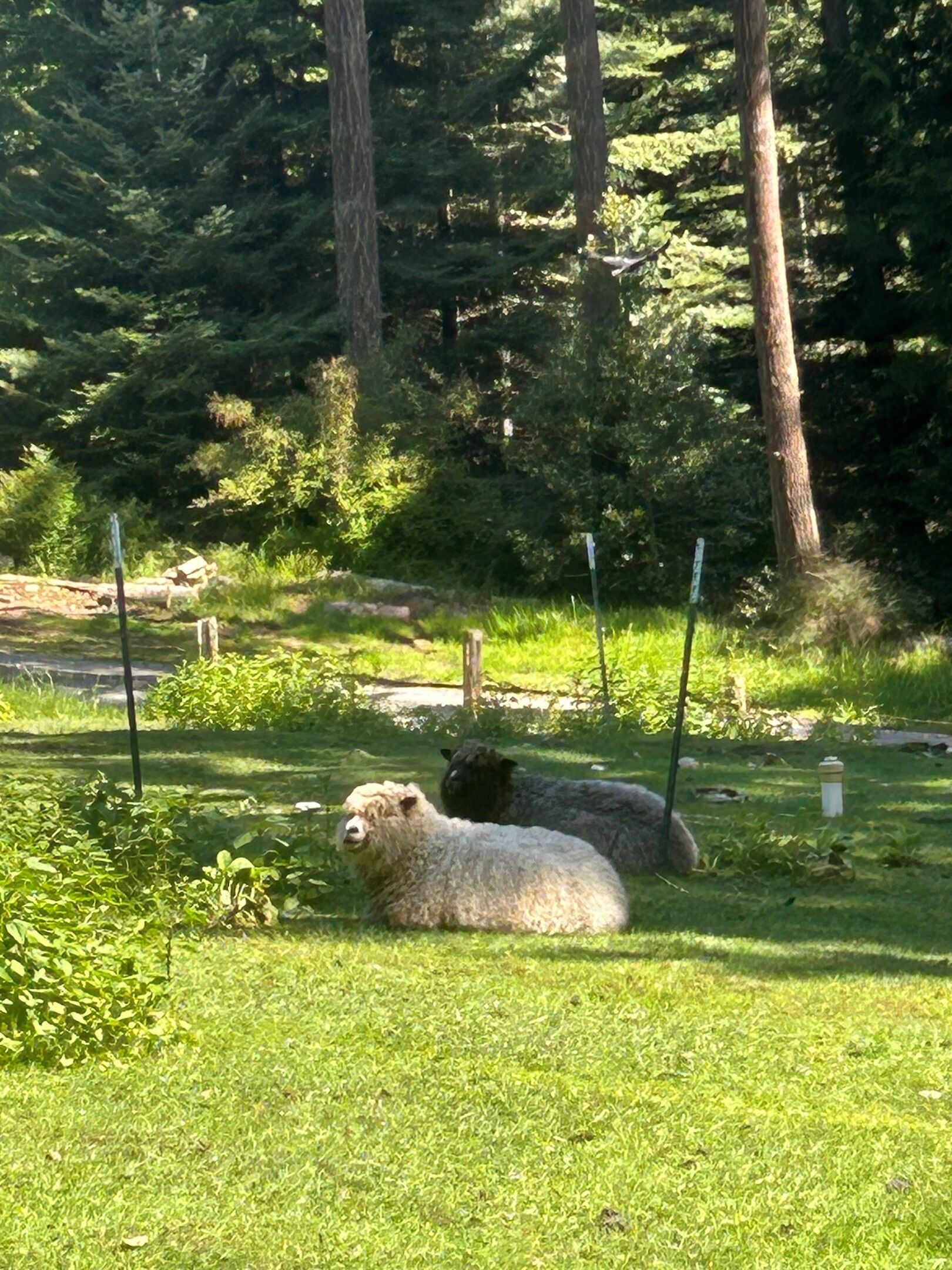 Un espace herbeux avec deux moutons et un mur de pierres.