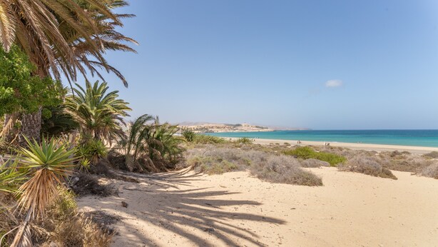 A sandy beach with palm trees and a clear blue sky. - Vacaciones 'La Orilla' with Private Terrace, Balcony, and Wi-Fi (Costa Calma)