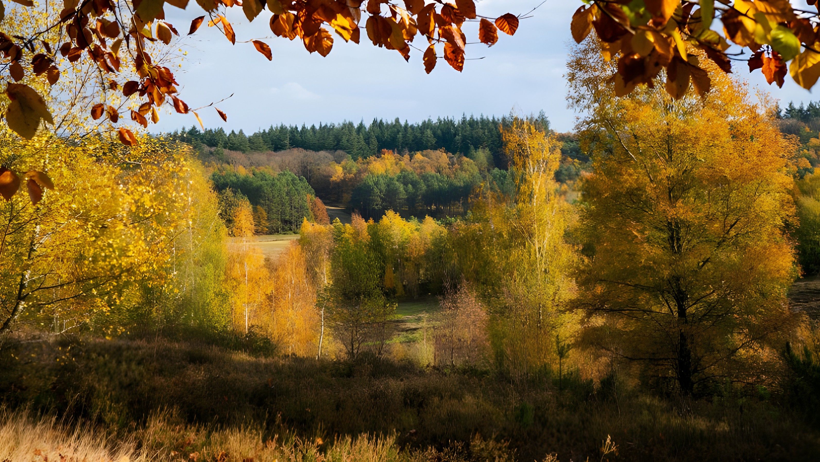 Eine natürliche Landschaft mit Bäumen und einem Wald im Hintergrund.