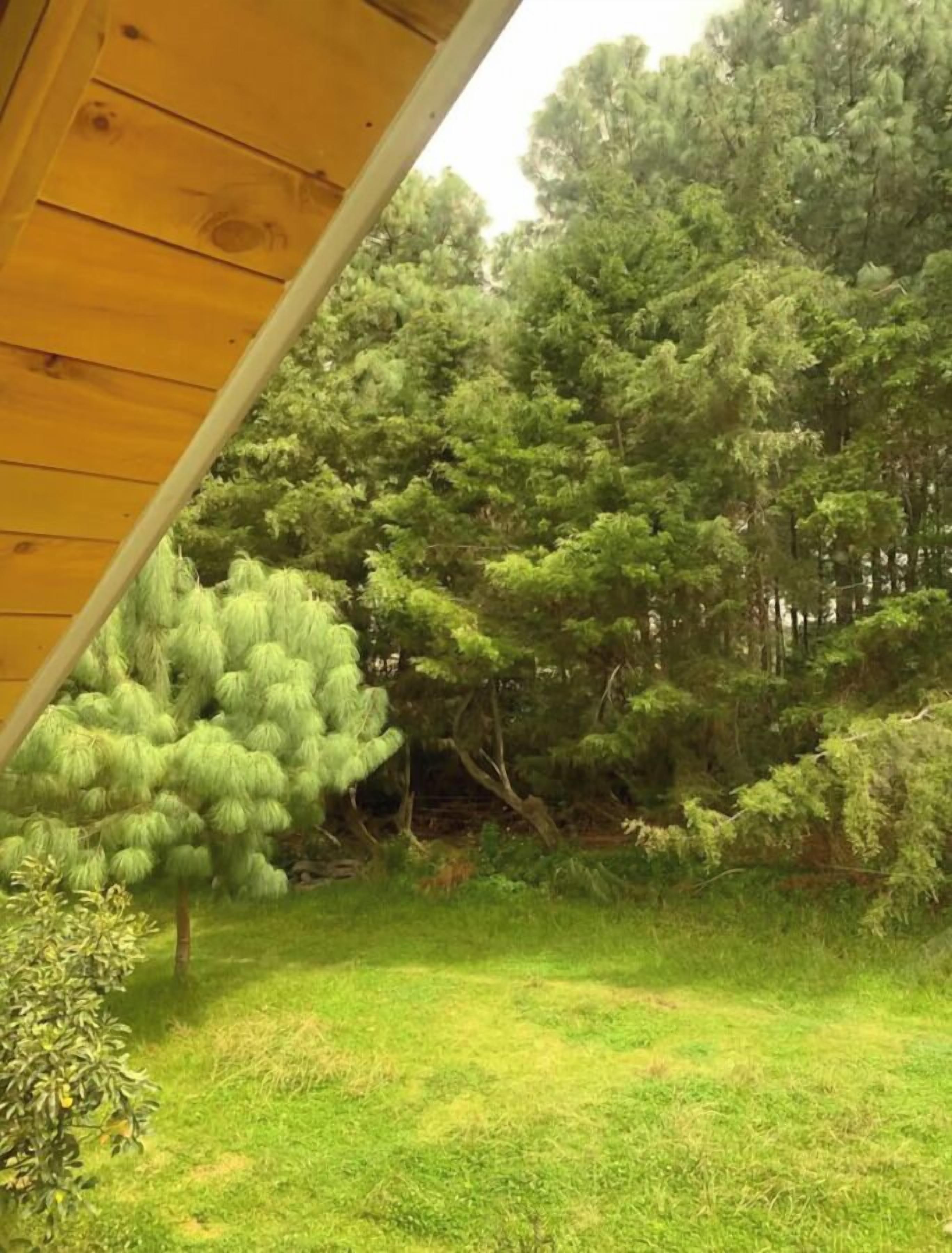 A wooden structure with a view of a dense forest.