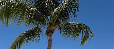 Ligstoelen, strandlakens