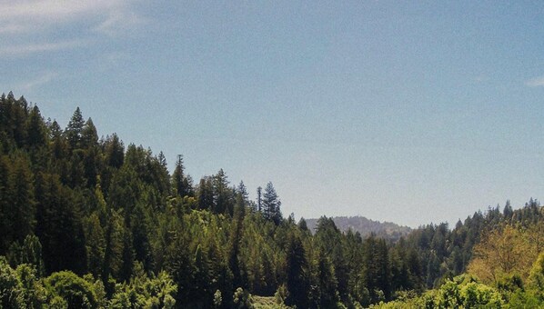 Un bosque denso con cielo despejado.