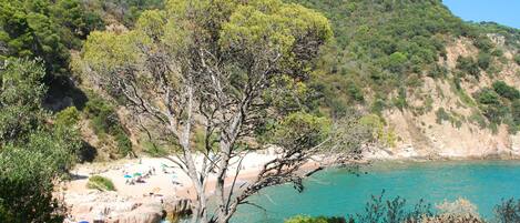 A beach with clear turquoise water, a sandy shore, and a tree in the foreground.