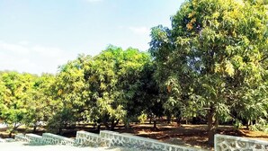 A row of trees with a patterned stone bench in the foreground.