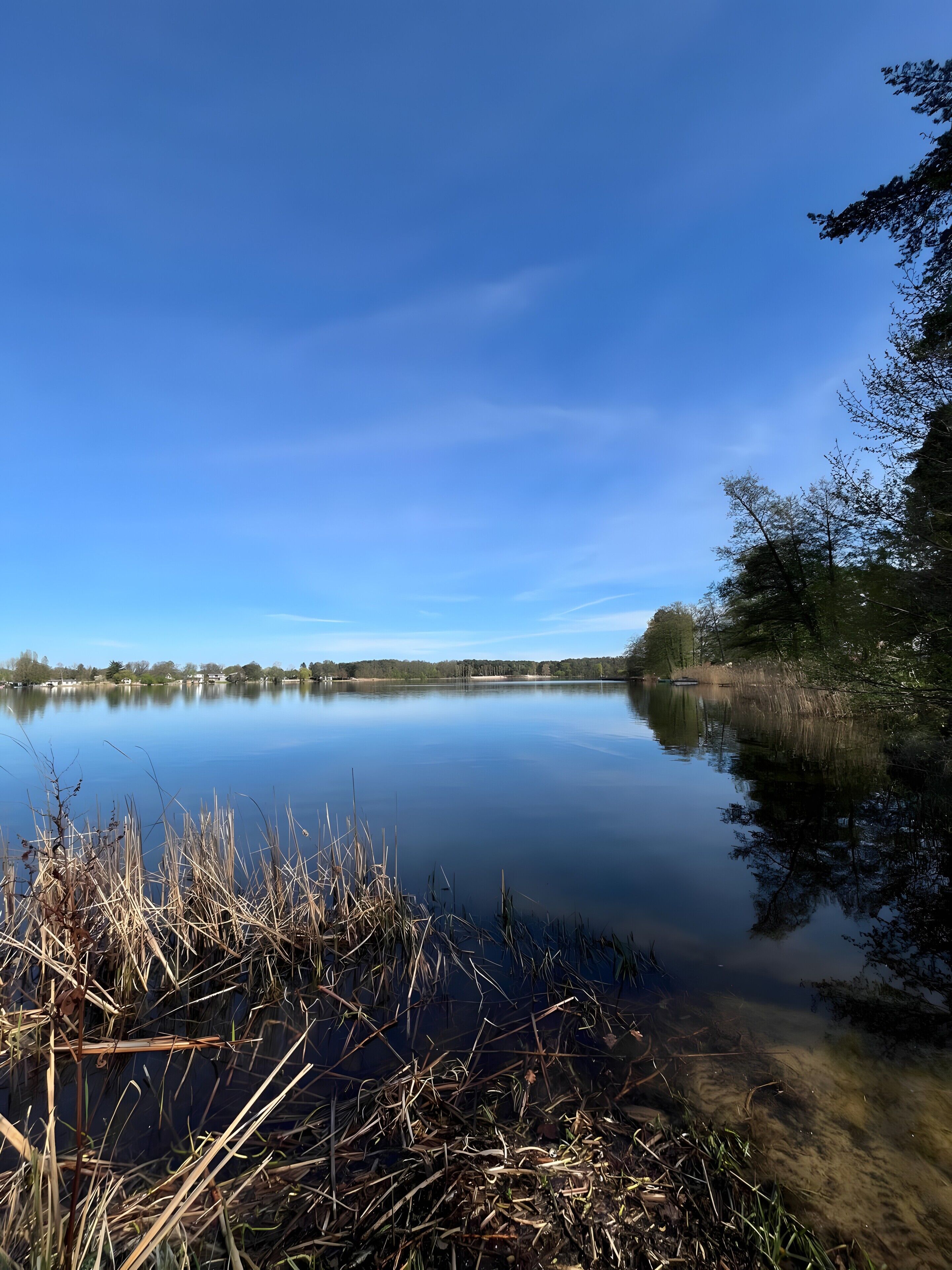 Ein ruhiger See mit klarem Himmel, umgeben von Bäumen und Schilf.