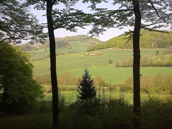 Un paisaje rural con árboles y campos abiertos.
