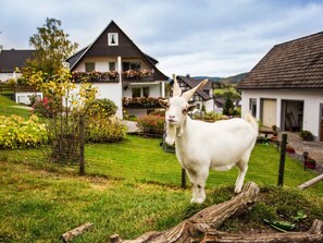 Une chèvre blanche se tient dans un champ d’herbe, avec une maison en arrière-plan.