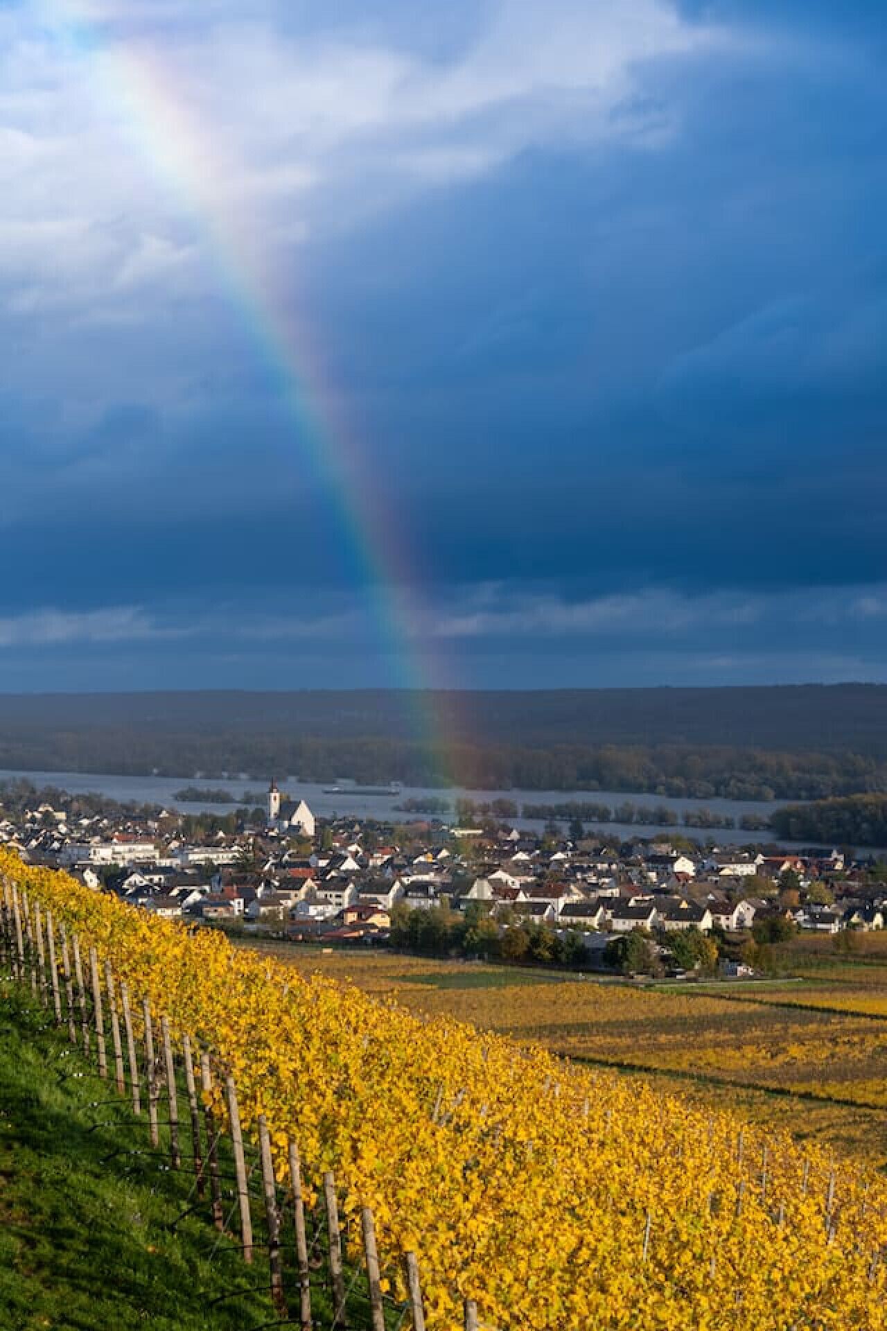 A vineyard with rows of yellow grapevines, a town in the background, and a rainbow in the sky.