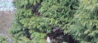 Camellia Cottage - a relaxing getaway in the misty mountains!