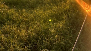 A sunset over a grassy beach with a clear sky.