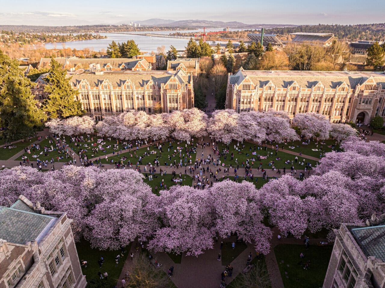 A large building complex with a central courtyard surrounded by cherry blossom trees.