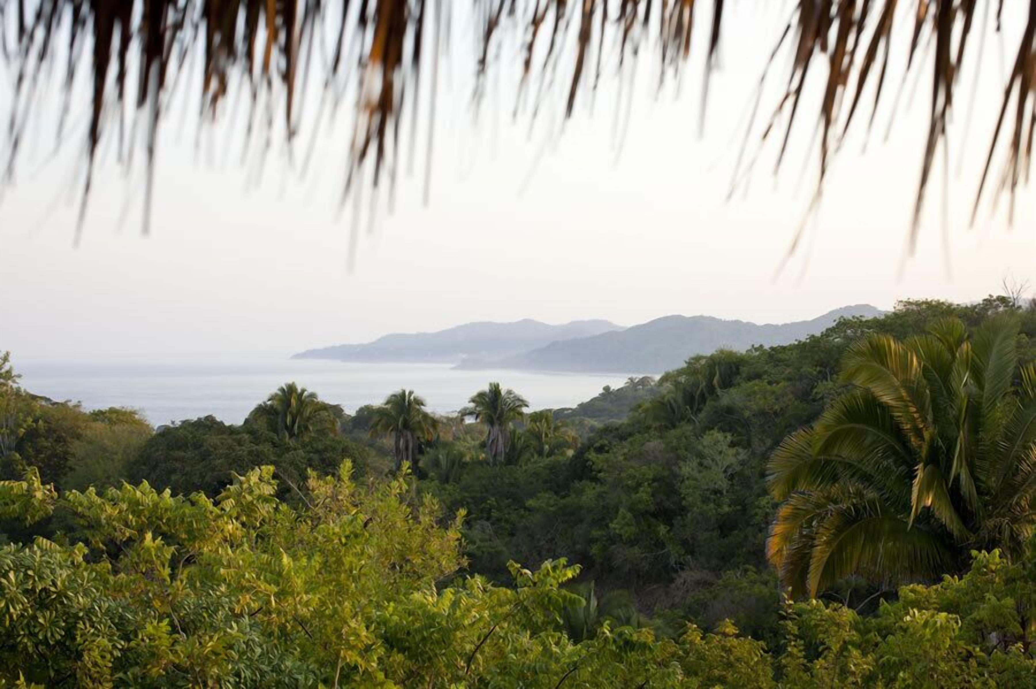 A lush, tropical landscape with dense vegetation and palm trees.