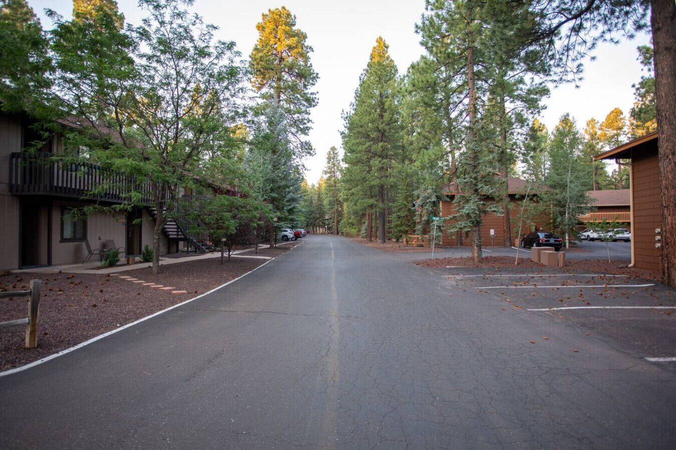 A street lined with tall pine trees and a building with a balcony on the left.