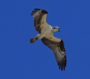 منوع