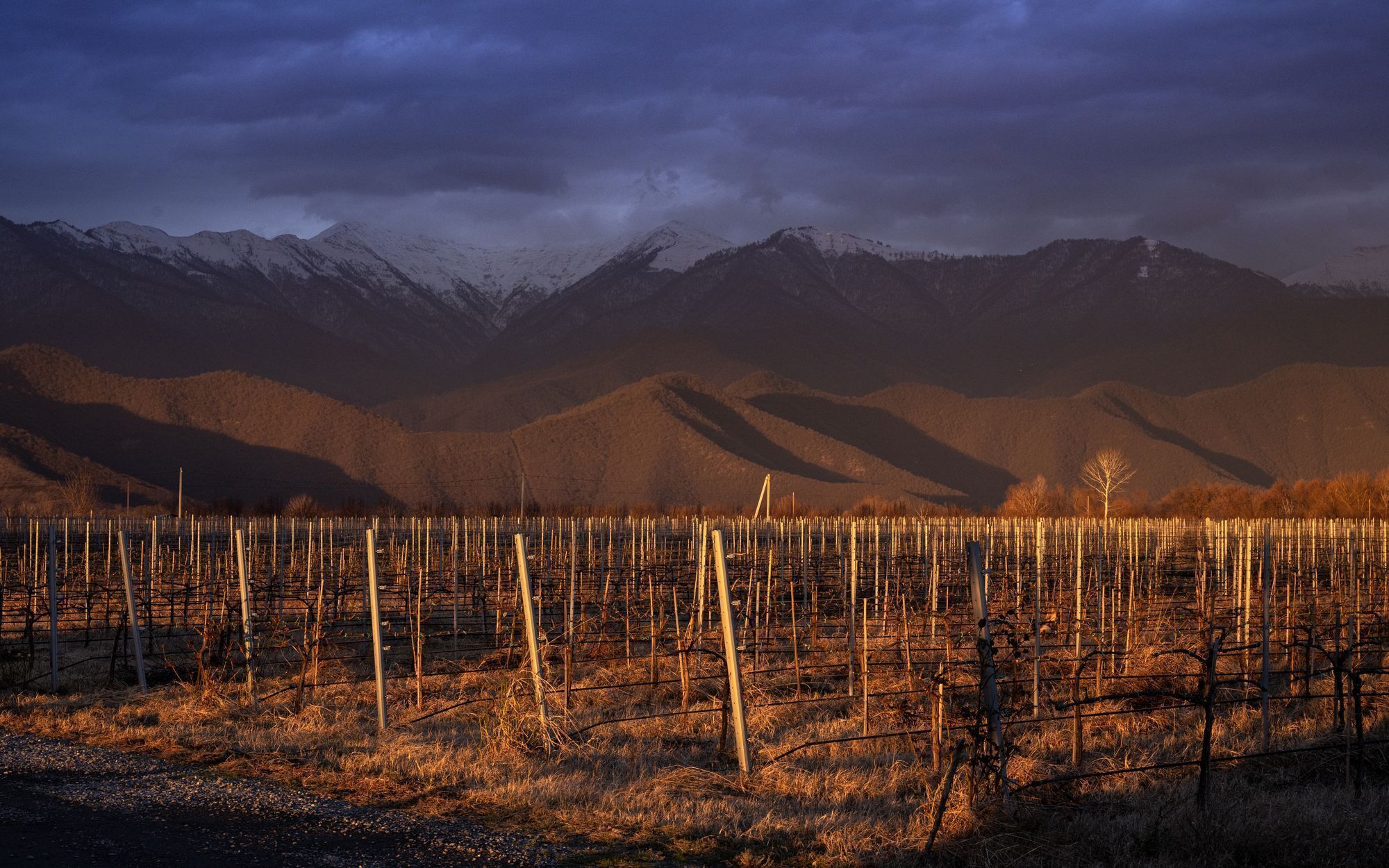 A vineyard with rows of grapevines and a mountainous backdrop.