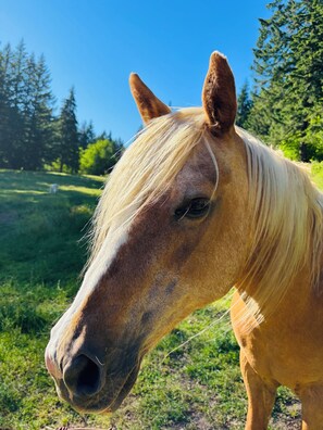 A close-up of a horse's face with a clear view of its nose and mouth. - Sauna, River Views, 4BR Homestead Retreat (Stevenson)