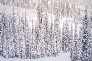 A dense forest of snow-covered coniferous trees. - Tamarack Townhome #15 (Snowmass Village)