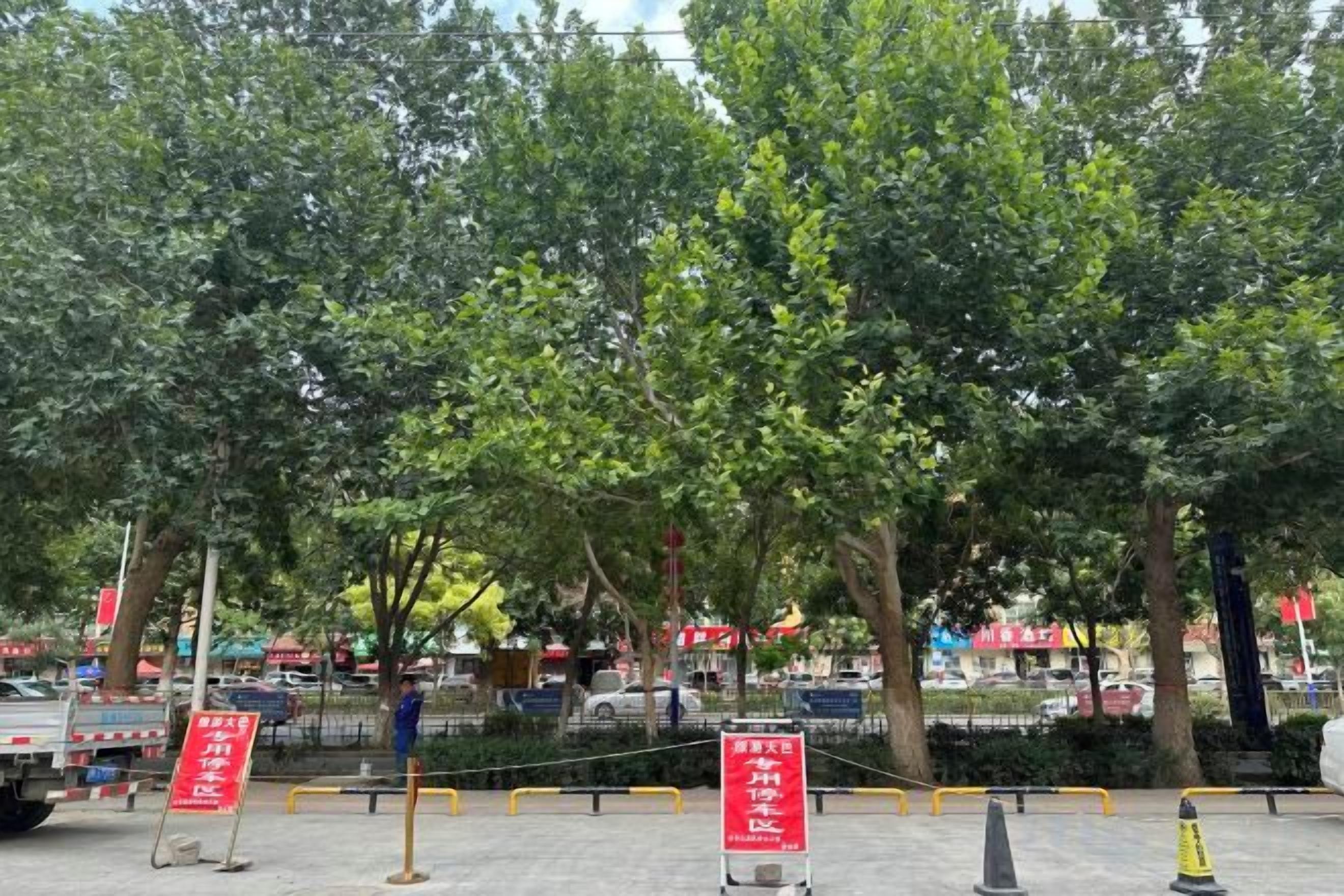 Een parkeerplaats met bomen en rode borden.
