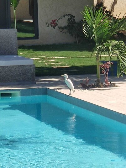 Oasis of serenity - Large 5-bedroom villa with swimming pool