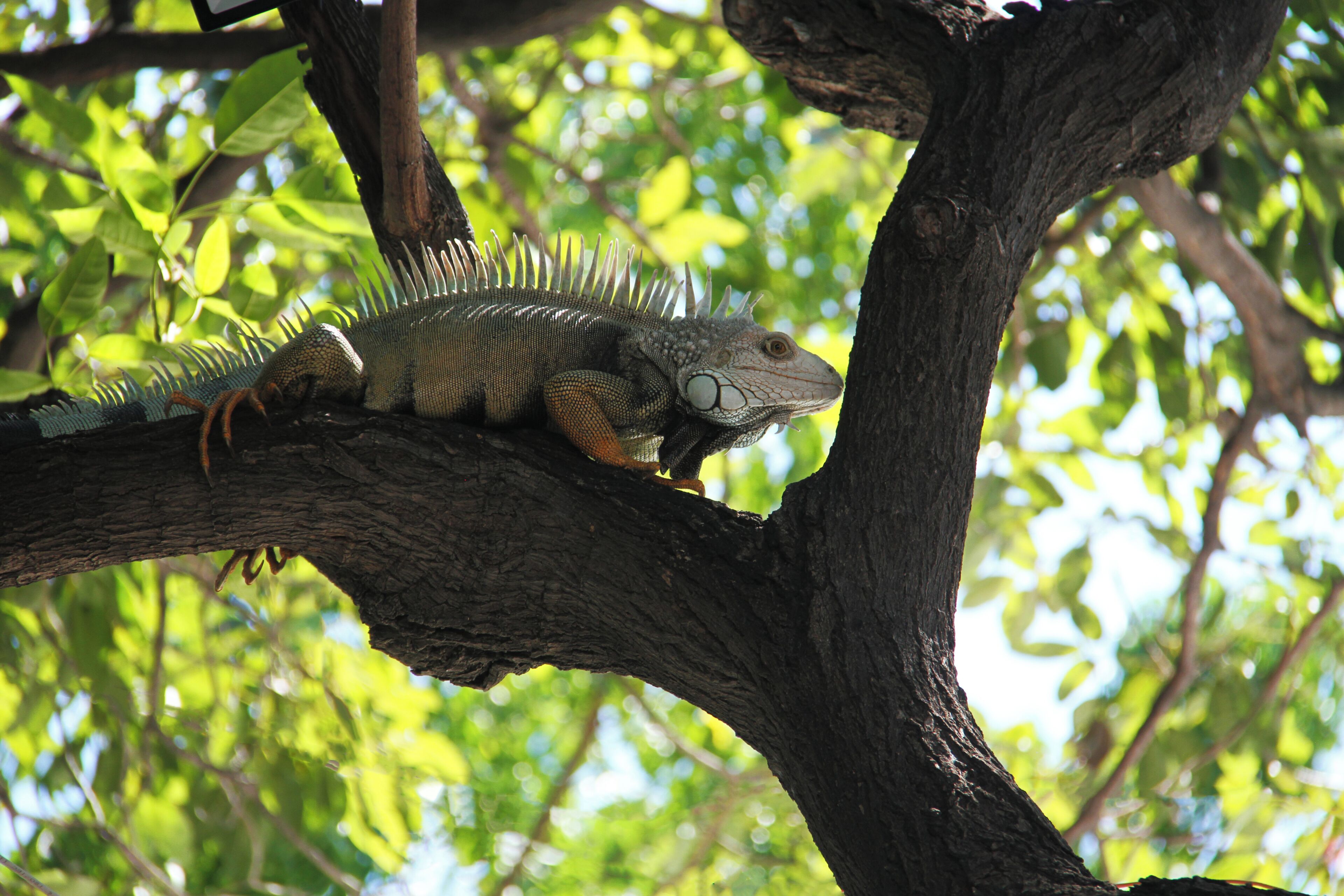 Foto - Hotel Rodadero Beach Blue