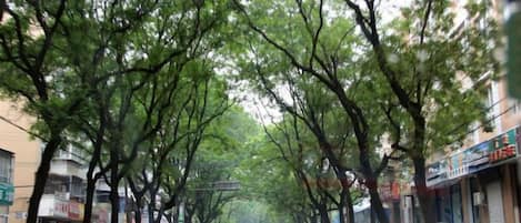 A tree-lined street with parked cars and buildings on either side.
