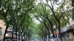 A tree-lined street with parked cars and buildings on either side. - Qianlixing Inn (Shijiazhuang Siyuan Branch) (Shijiazhuang)