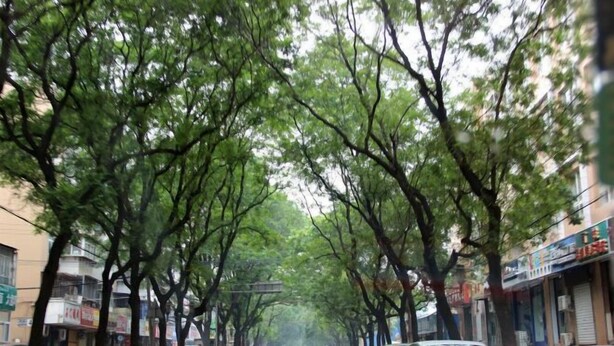 A tree-lined street with parked cars and buildings on either side. - Qianlixing Inn (Shijiazhuang Siyuan Branch) (Shijiazhuang)