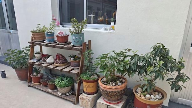 Diverses plantes en testos disposades sobre una prestatgeria de fusta i al terra davant d'un edifici.