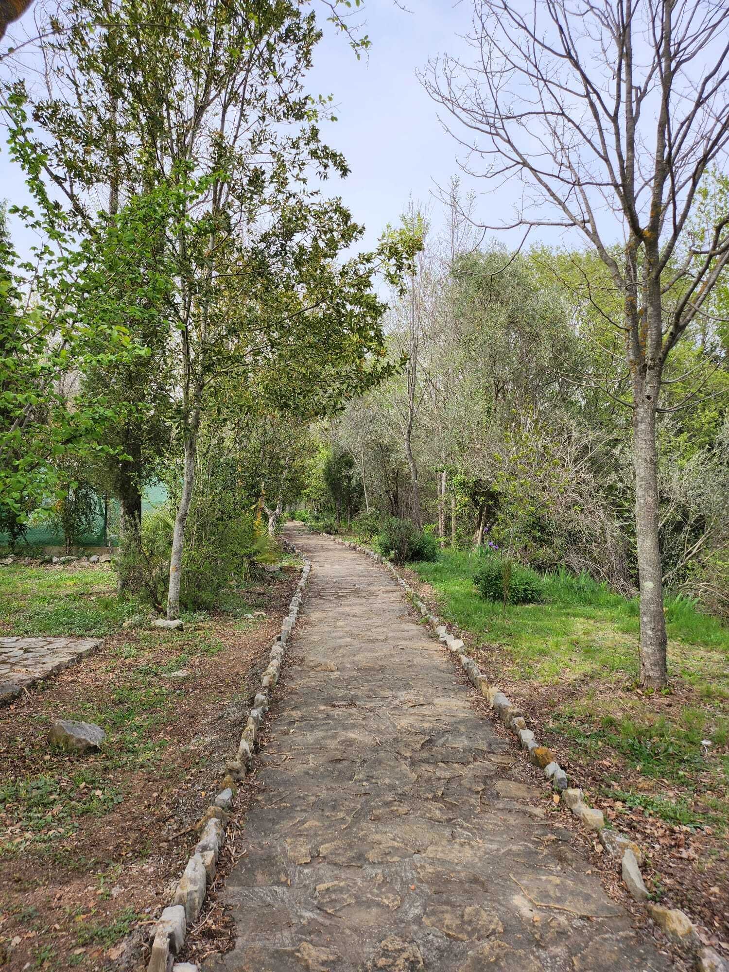 Un sendero de piedra en un parque, flanqueado por árboles.