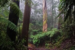 Miscellaneous - Romantic Hills Cottage w/ Fireplace (Kalorama)