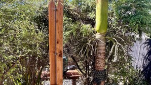 A wooden pergola with a metal rain chain, surrounded by lush greenery and a palm tree. - Muriwai Surf Shack (Muriwai)