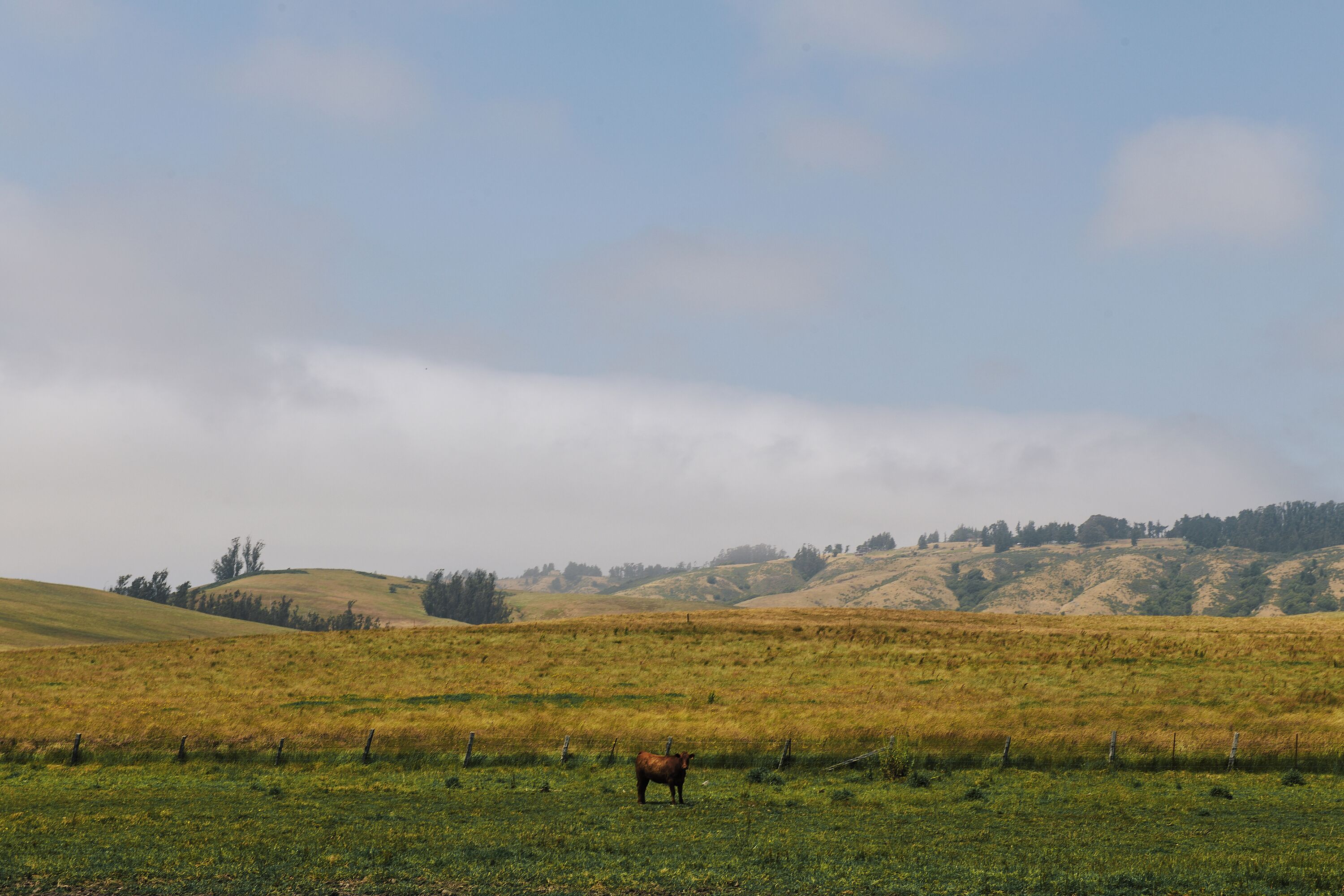 Un paysage rural avec des collines douces et un seul cheval dans un champ.