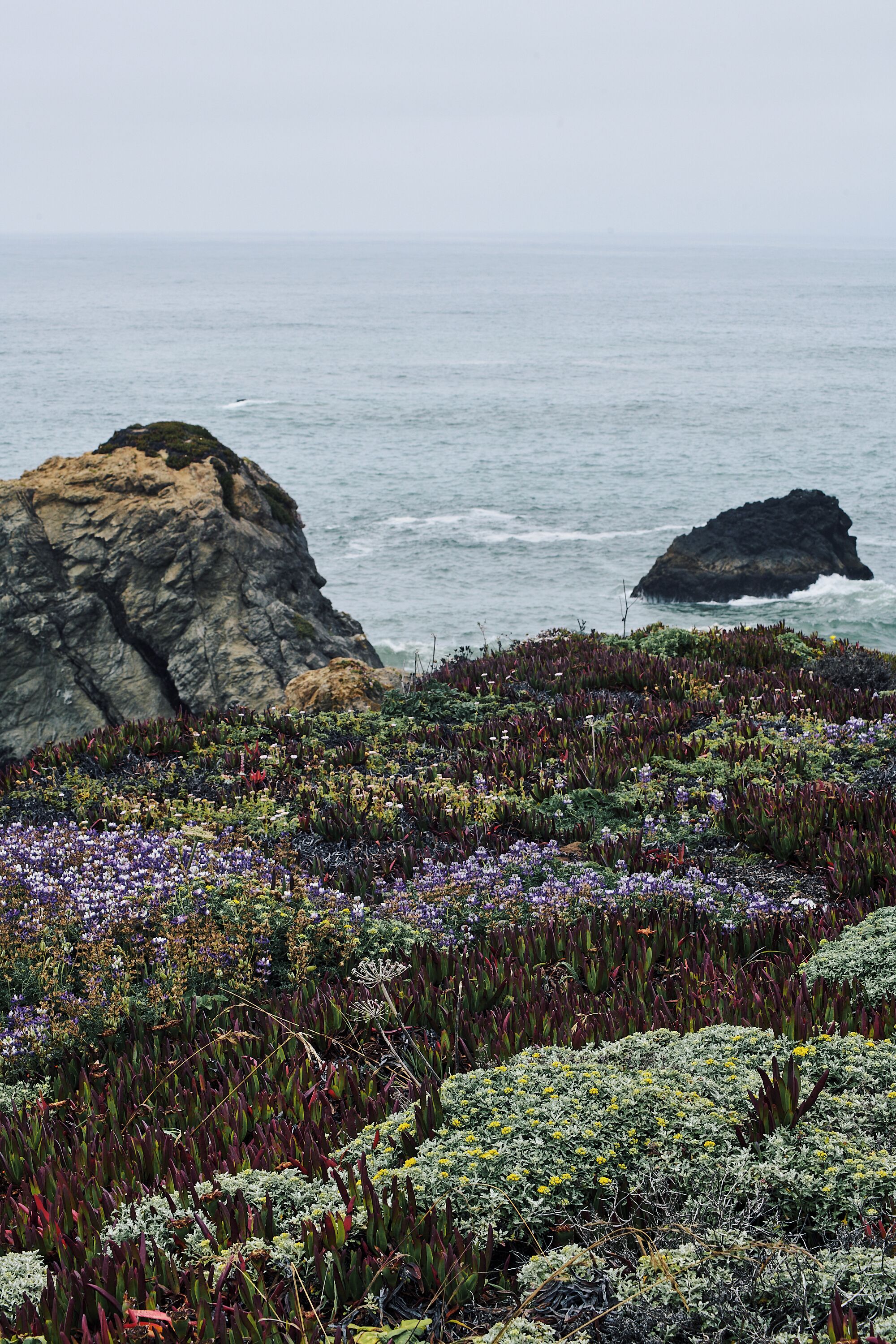 A coastal landscape with rocky outcrops and a variety of coastal vegetation.
