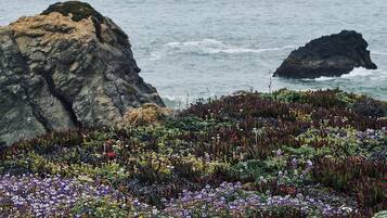 A coastal landscape with rocky outcrops and a variety of coastal vegetation.
