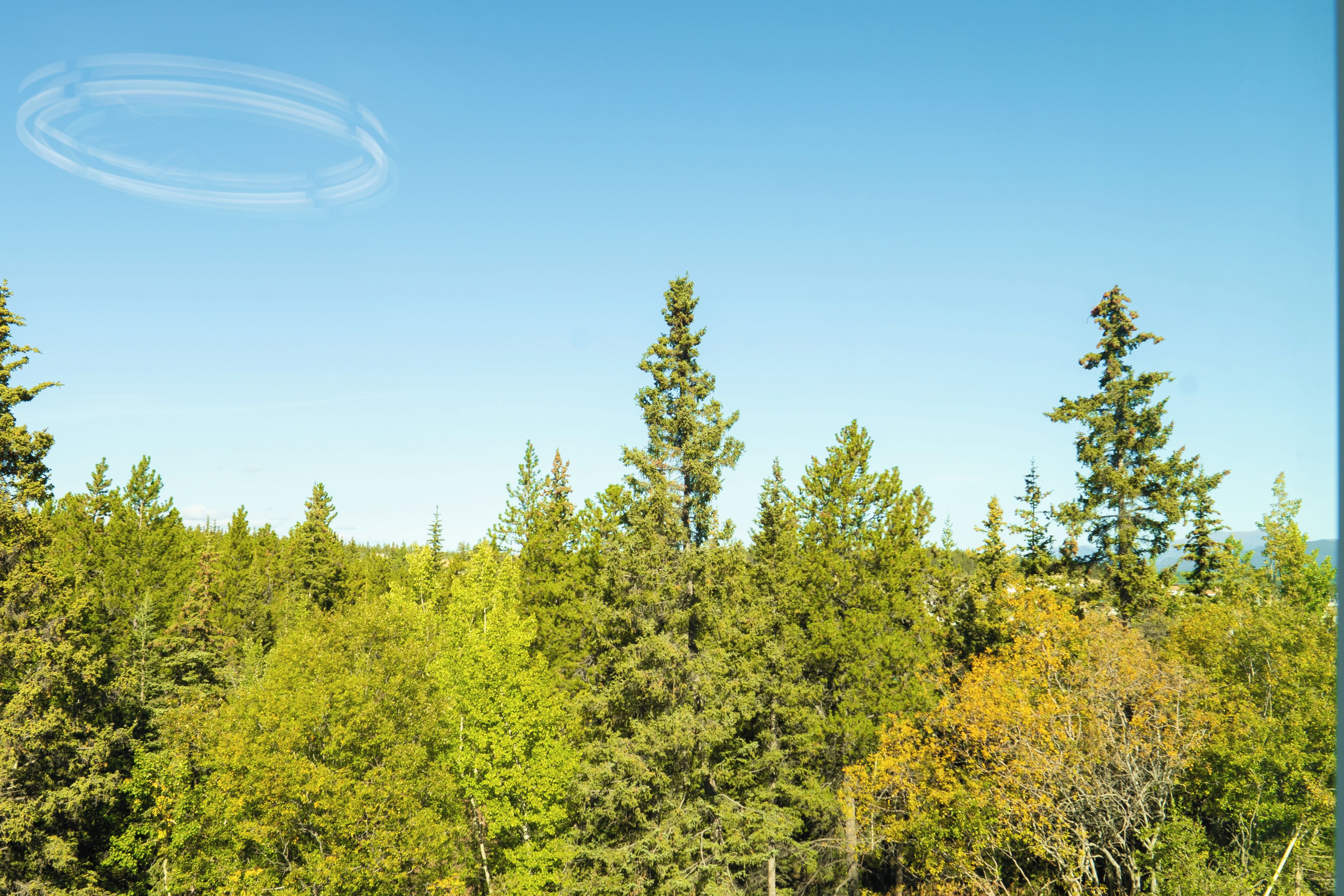 Une forêt dense, avec de grands arbres et un ciel bleu clair.