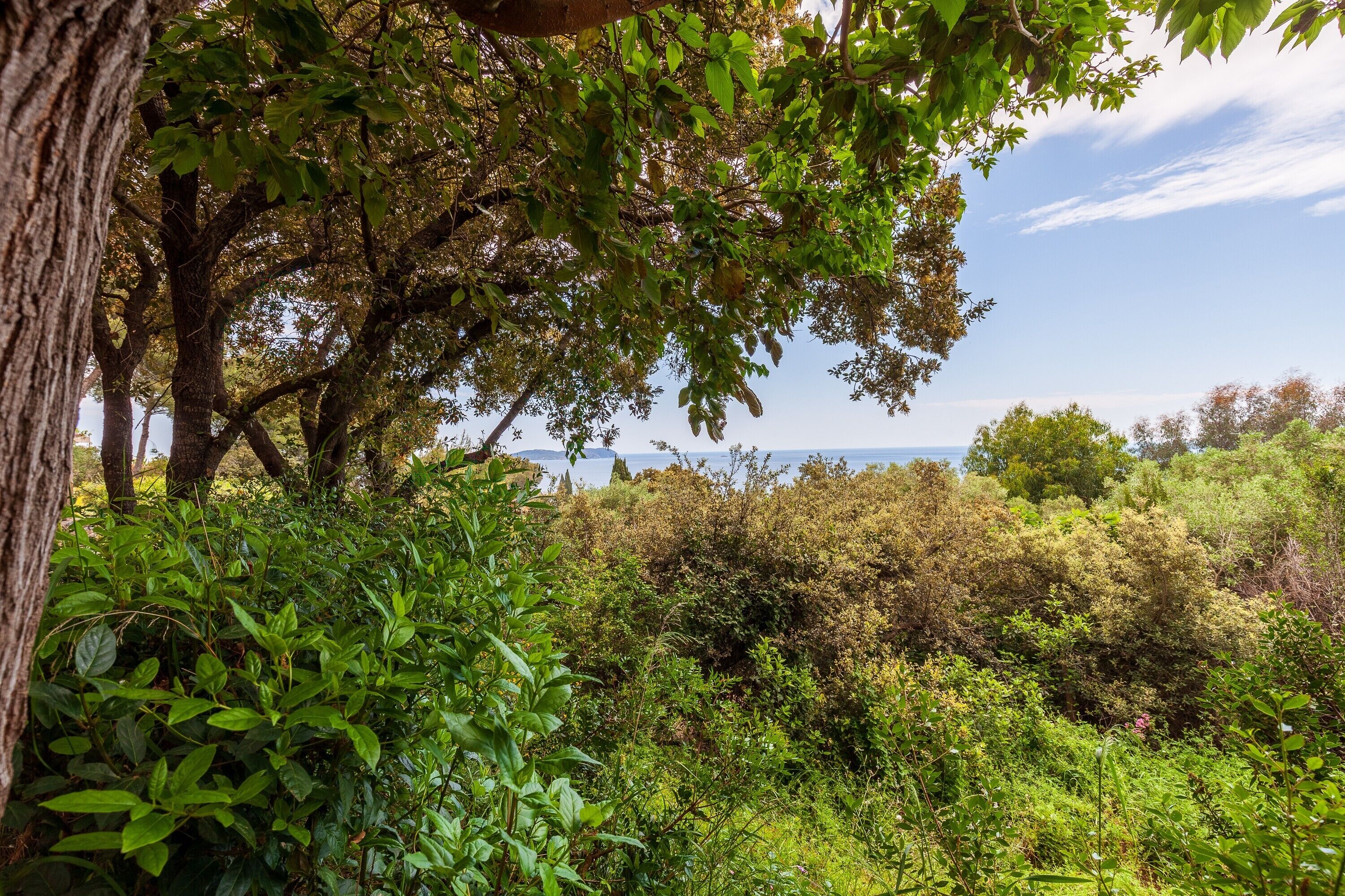 Paisaje natural con follaje denso y árboles, cielo despejado y una vista distante del agua.