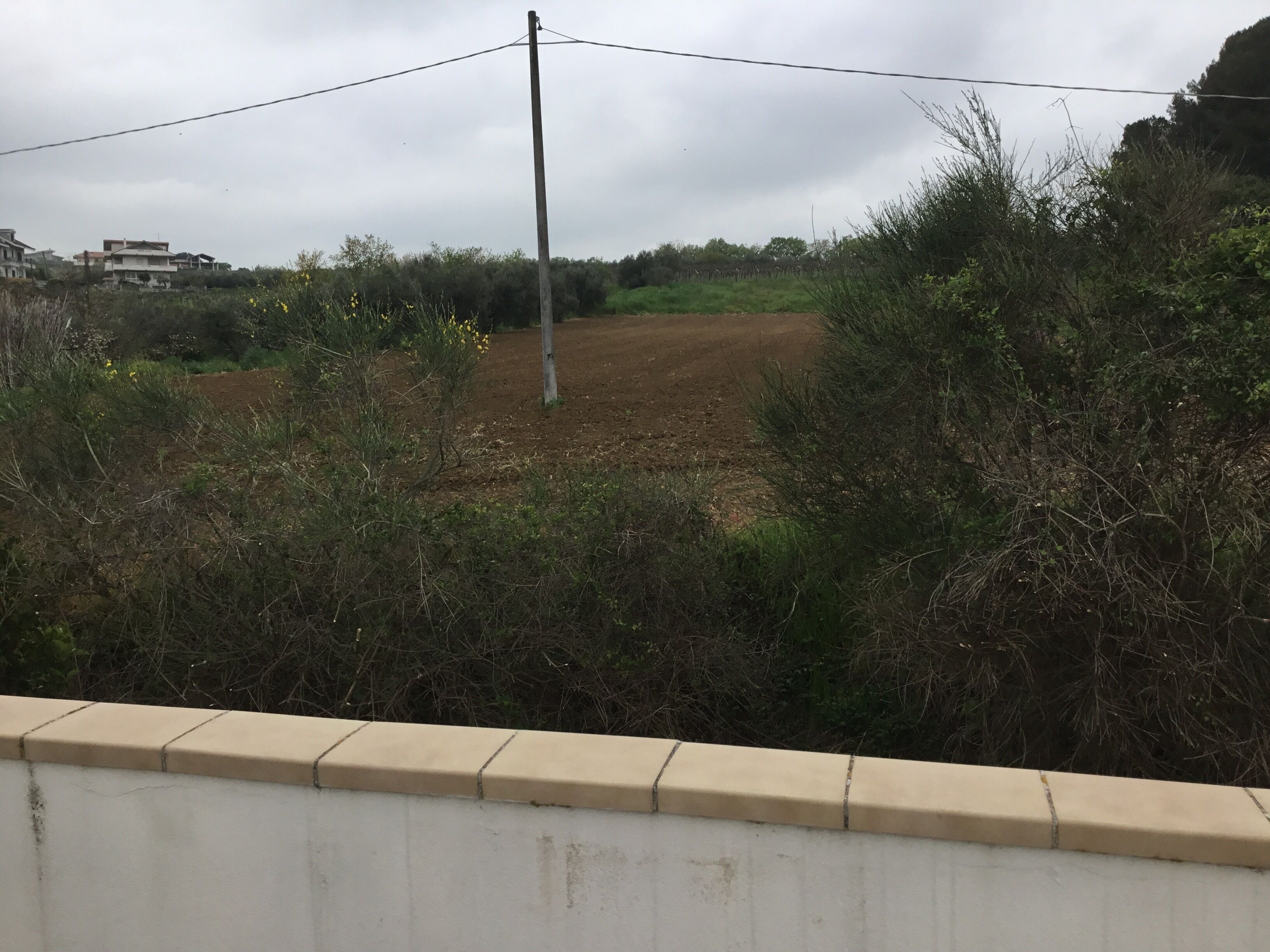 A view of a dirt field with a utility pole in the center, surrounded by dense shrubbery and a concrete barrier in the foreground.